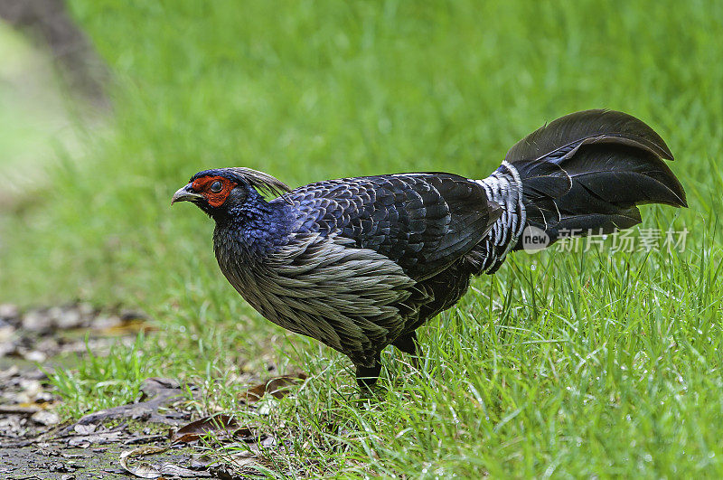 日本白眼(Zosterops japonicus)已经成为夏威夷的一种入侵物种。它的原产地包括东亚的大部分地区，包括日本和中国。夏威夷火山国家公园。